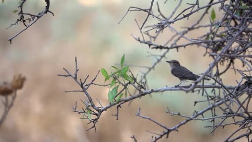 Kleiner Vogel, der auf einem Ast steht und abhebt