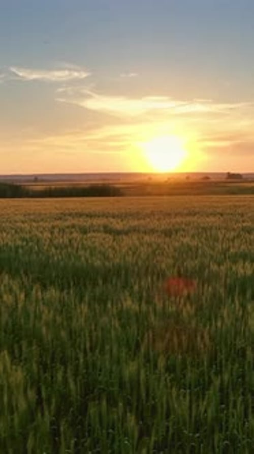 Flying over wheat field at sunset