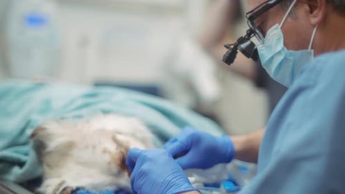 Veterinarian Performing Medical Procedure on Animal Patient