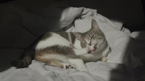 Gray and white cat cleaning itself on bed