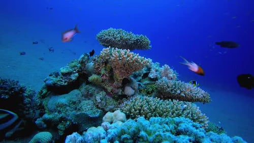 Colorful Tropical Fish Swimming Around Vibrant Coral Reef