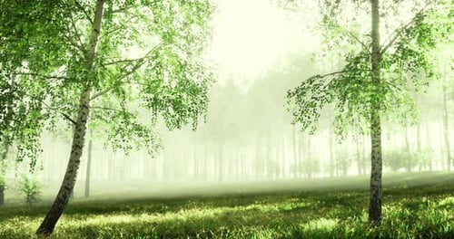 Green Forest Enveloped in Morning Mist Showcases Serene Natural Beauty