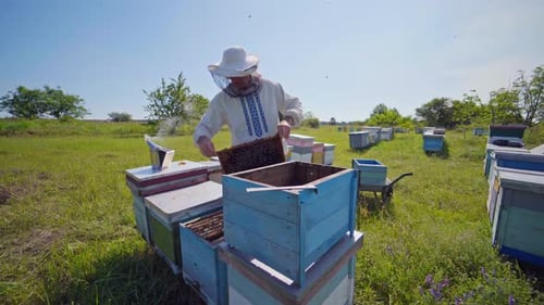 A beekeeper in veil at apiary among hives. Summer, sunny day.