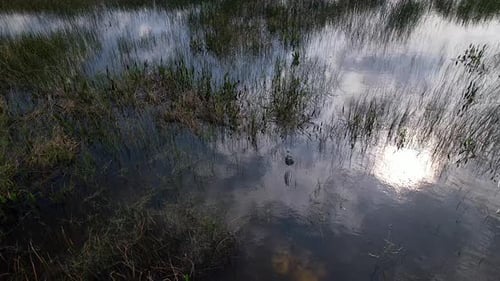 Alligator Swimming in a Florida Wetland from Above