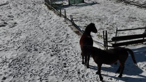 Horses Standing in Snowy Rural Enclosure in Winter