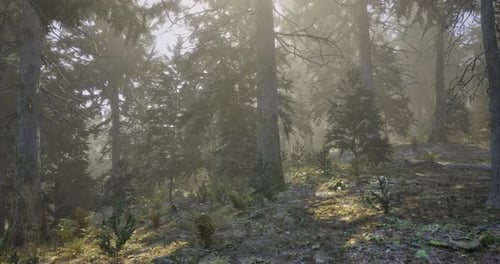 Sunlight Filtering Through Tall Trees in a Serene Forest During Early Morning