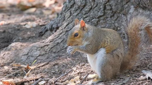A Playful Squirrel Enjoys Its Meal Under a Tree Showcasing Nature