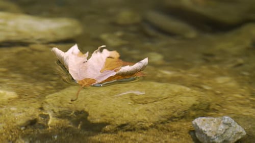 small river in forest, the trees reflecting in the water , leaves floating on water