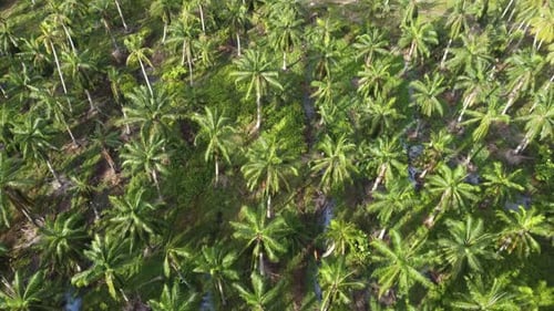 Vista aérea de un bosque de palmeras