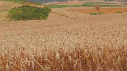 Field of Wheat
