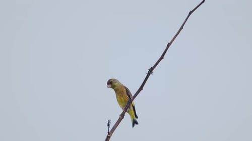 Orientalischer Grünfink Chloris sinica thront auf einem blattlosen Ast vor grauem Himmel