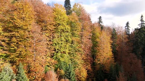 Beeindruckender Herbstwald und Farben