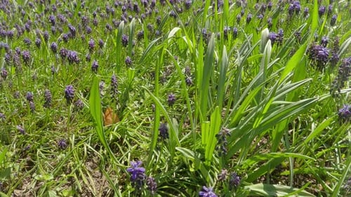 over lots of Grape hyacinth, Muscari commutatum flowers in garden on green grass