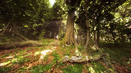 Lush Forest with Tall Trees and Sunlight Filtering Through Leaves in Spring
