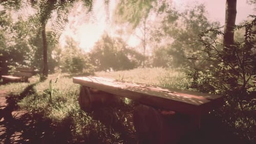 An Old Wooden Bench in an Open Field Outside with a Forest