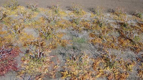 Revealing backward aerial overview of Roses and trees cultivation on a large field between road and