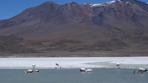 Flamingos at Laguna Colorada enjoy clean air of the Bolivian altiplano
