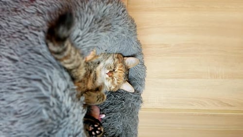 Eine Tabby-Katze liegt in einem großen, weichen Plüschbett und wedelt mit dem Schwanz. Nahtlose vertikale Videoloop
