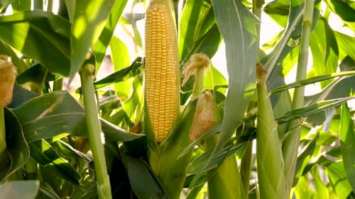 Corn Grows in the Garden Selective Focus