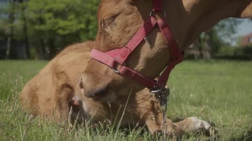 Cow Licking Calf in Green Meadow