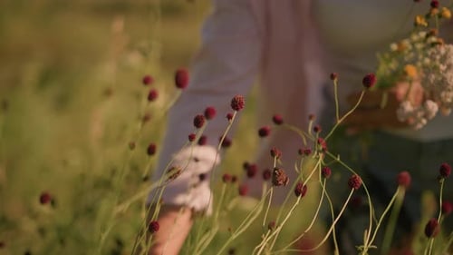 CloseUp Gardener s Hand Reaching Towards Vibrant Wildflowers in Sunlit Field