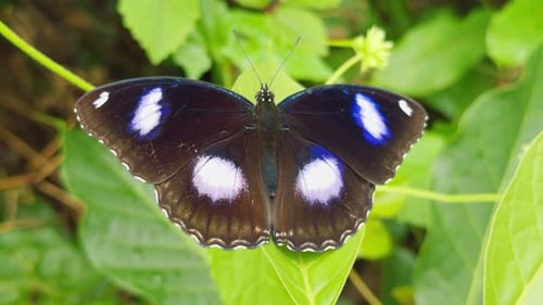 Makroaufnahme eines schwarzen Schmetterlings mit schimmerndem blauem Flügelmuster, breit auf grünem Blatt verteilt, detailliert