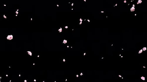 Falling Cherry Blossom 4K