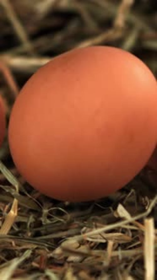 Chicken Eggs Fall Into the Hay Filmed on a Highspeed Camera at 1000 Fps