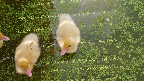 Kleine Entenküken schwimmen im grünen Teich