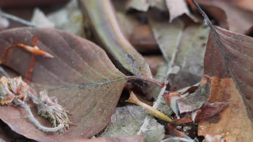 Lizard Moving Through Leaves in Close Up