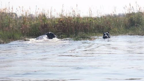 Two hippopotamus bathing in Cuando River water in Namibia. Africa. Slow-motion