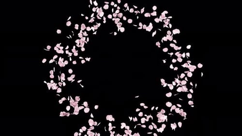Scattering Pink Flower Petals Reveal Transition