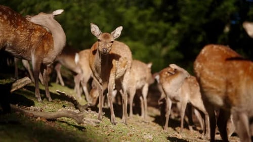 Herd of Spotted Deer Grazing on Grassy Hillside