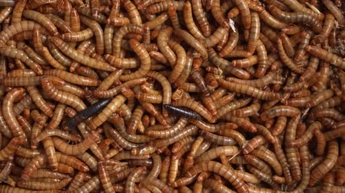 Mealworms 29