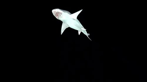 Realistic 3D Animated Great White Shark Swimming Loop