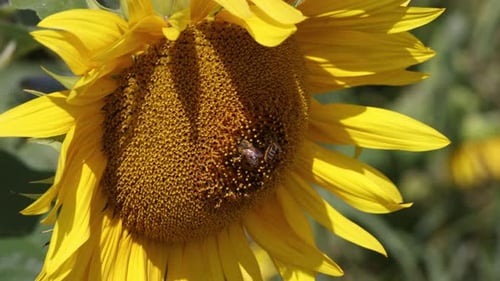 Sunflower Close-Up with Bees Pollinating in Summer