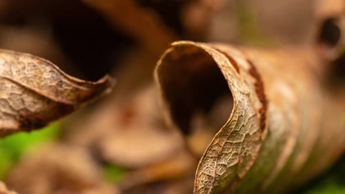 Woodland scene, close up footage of the leaf covered forest floor.