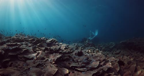 Female with Freediving in Tropical Sea Over Corals with Fish and Sunlight in Nusa Penida Island
