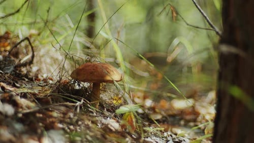 Close-Up of Lone Mushroom Growing on Sunlit Forest Floor
