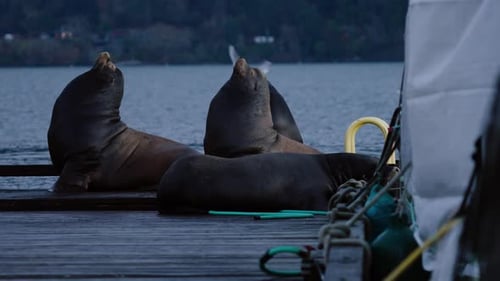 Sea Lions Relaxing