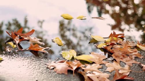 Fall leaves reflecting on a puddle of water