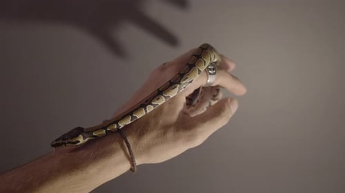 Un bébé phyton se déplace autour de ses mains.