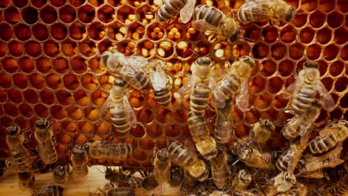 Bienen schwärmen in Waben, Super-Makro-Aufnahmen, Insekten bei der Arbeit mit Bienenstockhonig