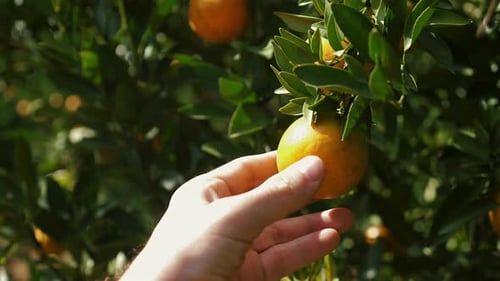 Growth and Harvest in Fruit Garden Showcasing Citrus Trees with Ripe Oranges