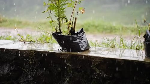 heavy rain soaking the plants in the garden. yellow flowers wet with rain. rainy season in topical c