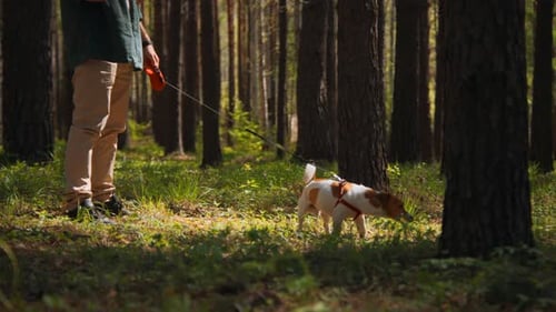 Owner trains dog to stand on its hind legs