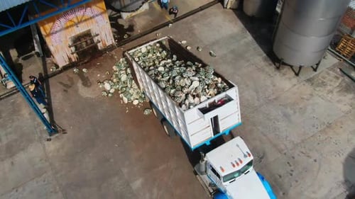 Truck Full of Agave Plants at Distillery