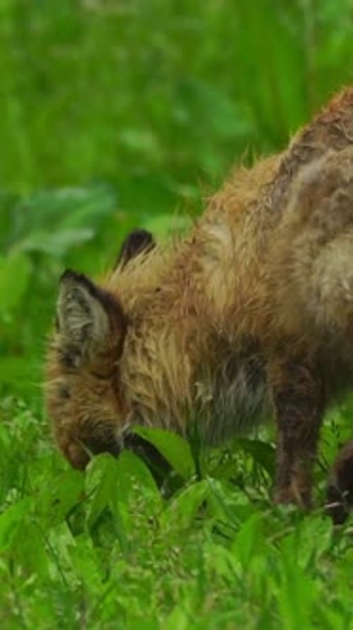 Vertikale Ansicht von Fox, Wildtiere im tiefen Wald