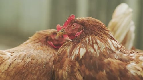 Brown Chickens Resting Together on a Rural Farm