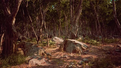 Roots of a Tree in a Misty Forest